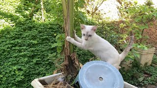 Kitties playing in the garden [upl. by Niran]