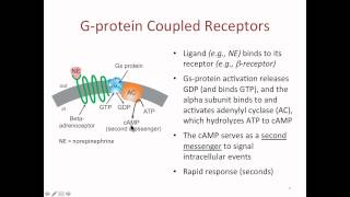 Drug Receptors [upl. by Aihtak]