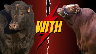 quotWhy Crossbreed Aberdeen Angus with Beefmaster The Ultimate Beef Combinationquot [upl. by Milty]