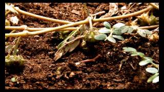 Weed Info How to Control Caltrop [upl. by Barnebas388]