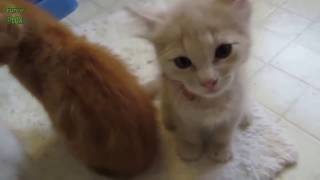 Chatons Mignons Qui Miaule COMPILATION [upl. by Hcirdeirf]