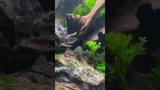 Best algae eaters for planted tank  Hillstream loach  Cory catfish  Kuhli loach  Cherry shrimp [upl. by Groeg771]