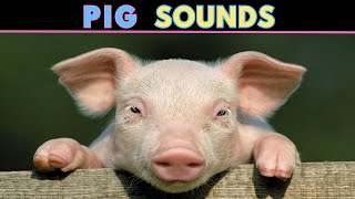 Pig Sounds  Squeaking amp Oinking  Learn The Sound A Pig Makes [upl. by Val]