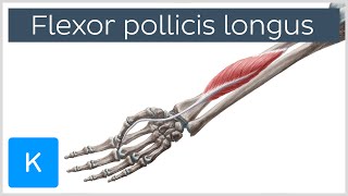 Flexor pollicis longus muscle  Origin Insertion Innervation amp Function  Anatomy  Kenhub [upl. by Pegeen]