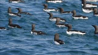 Common Murres and Razorbills in Iceland [upl. by Atalya]