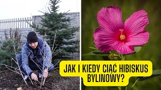 Jak i kiedy ciąć hibiskus bylinowy czyli bagienny przycinamy wiosną czy jesienią [upl. by Pozzy]