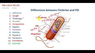 Differences between Bacterial Pili and Fimbriae [upl. by Balch]