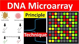 DNA Microarray Technique DNA CHIP  Microarray  Microarray Principle [upl. by Enelrahc]