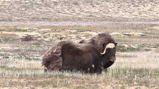 Musk Oxen at Arctic Watch Wilderness Lodge [upl. by Rick381]