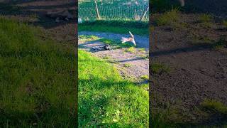 Peaches feeling herself outside 😂 cat kitten play jump fyp shorts [upl. by Acina860]