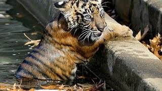 Baby Tigers Learn To Swim [upl. by Orabelle]