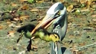 Heron Eats Duckling FYV [upl. by Fesuoy708]