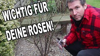 Was deine Rosen jetzt unbedingt brauchen [upl. by Reena723]