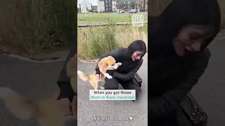 Cute Dog Excited to Reunite With Owners [upl. by Padgett]