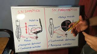 Fisiología de la micción [upl. by Jessica]