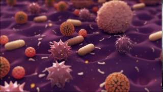 Bacteria Animation [upl. by Eatnohs]