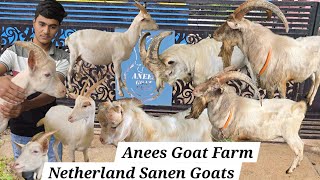 Top quality Sanen goats available in Anees 🐐 farm Aurangabad  Netherland Sanen bakriya Aurangabad [upl. by Adnohsel]