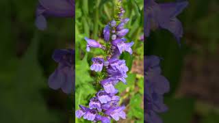 Steppe Garden Tour In Colorado [upl. by Hareemas]