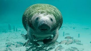 10 Amazing Facts about Manatees [upl. by Einre]