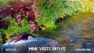 Mink Visits Riffles ▪︎ Katmai Brown Bears ▪︎ 92724 ▪︎ Exploreorg [upl. by Hajidak]