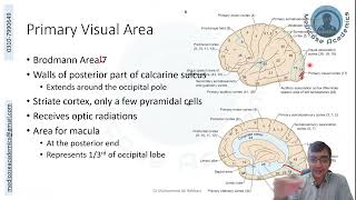 Occipital Lobe Functional Areas [upl. by Smiley]