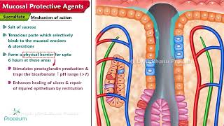 Mucosal Protective Agents Sucralfate amp Bismuth compounds [upl. by Adnac495]