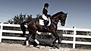 Engaging the Hindquarters in Dressage [upl. by Girardi63]