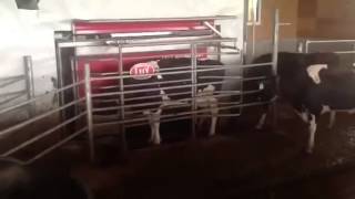 Lely Cattle Gate  Fitzgerald Inc Dairy Farm Equipment and Service [upl. by Berne]