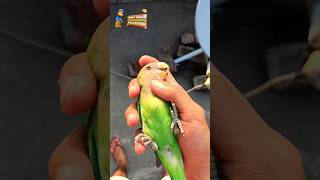 Baby Parrot food diet🦜baby parrot ko kya kya khilana chahie minivlog birds parrot babyparrotfood [upl. by Yebba372]