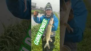 GUNKI POWER gunki fishing happy fish catchandrelease illex GUNKITV snoek polder [upl. by Annola412]