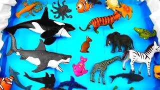 Learn Wild Sea Animal Names and Zoo Animals Names Education Video Toys For Kids [upl. by Niassuh]