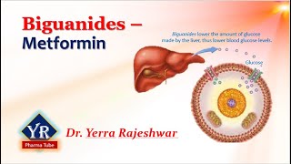 Biguanides  Metformin  Biguanides  YR Pharma Tube  Dr Yerra Rajeshwar  Dr YR [upl. by Anihsak726]