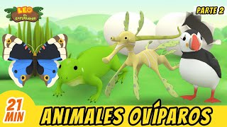 Animales Ovíparos Episodio Compilación Parte 27  Leo El Explorador Episodio  Animación [upl. by Gillmore]