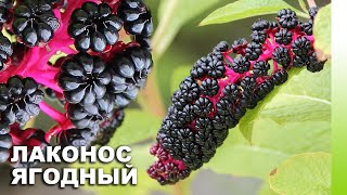 Лаконос ягодный Phytolacca acinosa  ЭНЦИКЛОПЕДИЯ РАСТЕНИЙ [upl. by Solracesoj588]