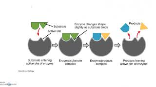 Endergonic and Exergonic Reactions Feedback Inhibition [upl. by Elnore485]