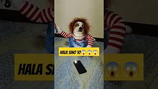 HALA SINO TO bingoandtatay pets bingodog animallover [upl. by Iddo]