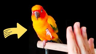 SUN CONURE TRAINING  Best Conure Tricks to Teach [upl. by Nirtak312]