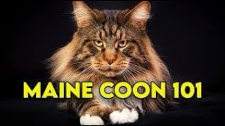 Maine Coon Cat 101  Watch This Before Getting One Full Guide [upl. by Muiram]