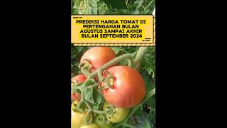 Prediksi harga tomat dari mulai pertengahan bulan Agustus sampai akhir bulan September 2024 [upl. by Noslrac]