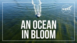 An Ocean in Bloom [upl. by Vashti]