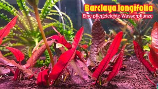 Barclaya longifolia  Eine pflegeleichte Wasserpflanze [upl. by Inaffyt]