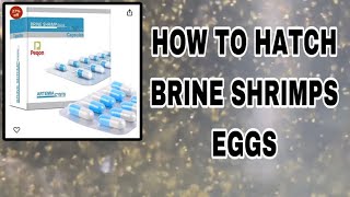 How to hatching brine shrimps eggs  successfully  fish lover [upl. by Glogau]