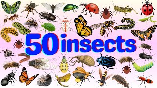 quot50 Cool Bugs amp Insects Names for kids  🐞🕷️ Fun Facts for Kidsquot English vocabulary [upl. by Mcafee]