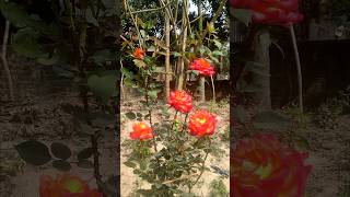 beautiful roses Full bloom of Rio samba flowers rose gardening rosegarden roseslover garden [upl. by Virginia]