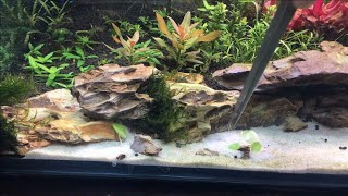 Planting Hydrocotyle Verticillata on a sand aquarium [upl. by Borgeson]