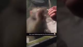 Monkey gets flabbergasted by tomfoolery [upl. by Chesnut301]