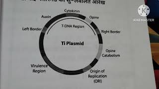 Tiplasmid in hindi Biotechnologyzoologybotany harshita panwar education [upl. by Green]