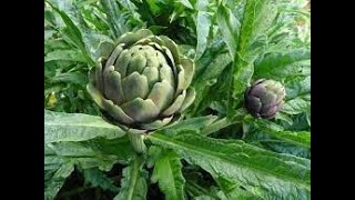 Lartichautخرشوف Cynara scolymus [upl. by Ehlke]