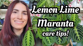 Lemon Lime Maranta Care Tips 🪴 how to keep them happy amp growing PLANTMAS Day 19 ☃️🎄 [upl. by Efren913]