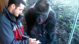 Louisville Zoo Gorilla Likes Ipad [upl. by Julide683]